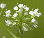 Sweet cicely <BR>Anise-root <BR>longstyle sweetroot